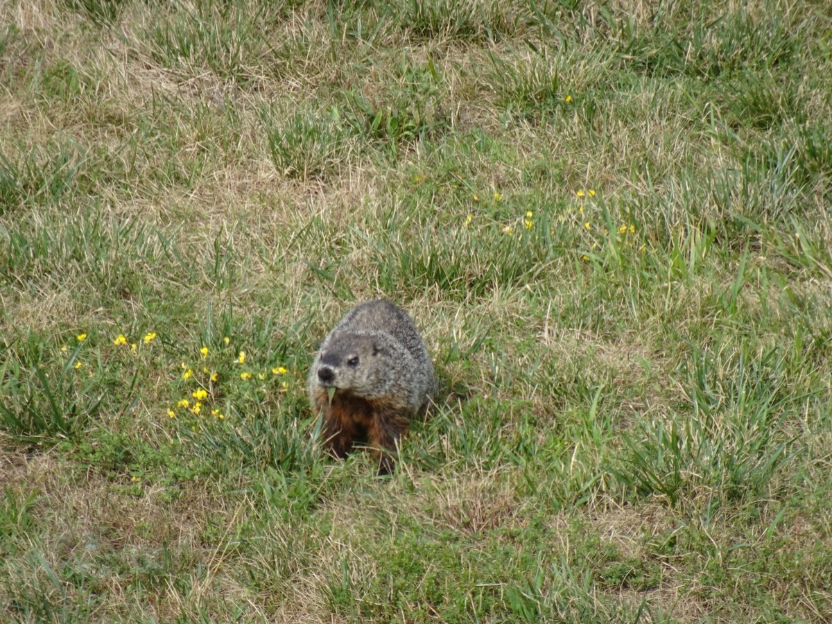 7-Groundhog